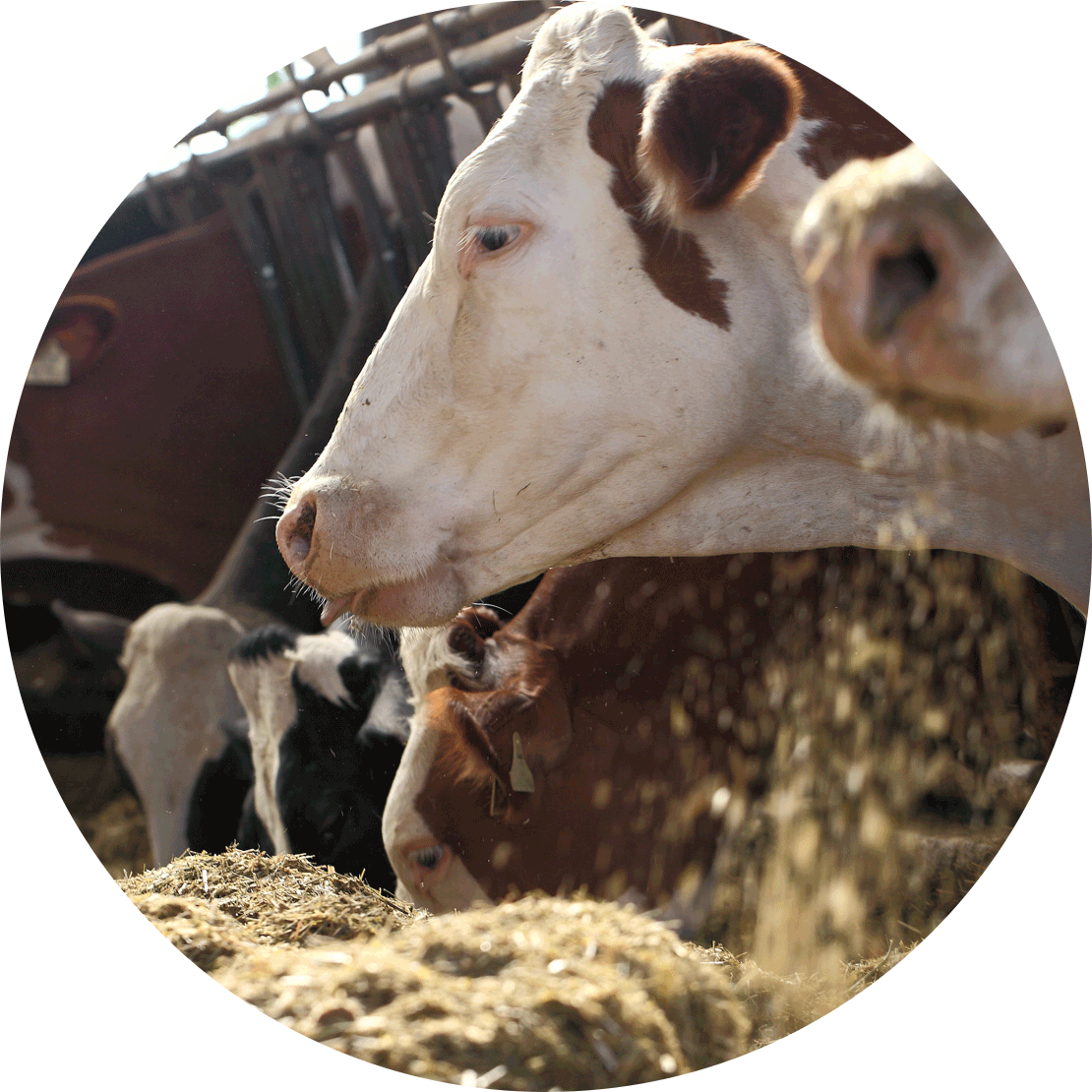 Élevage durable du bœuf