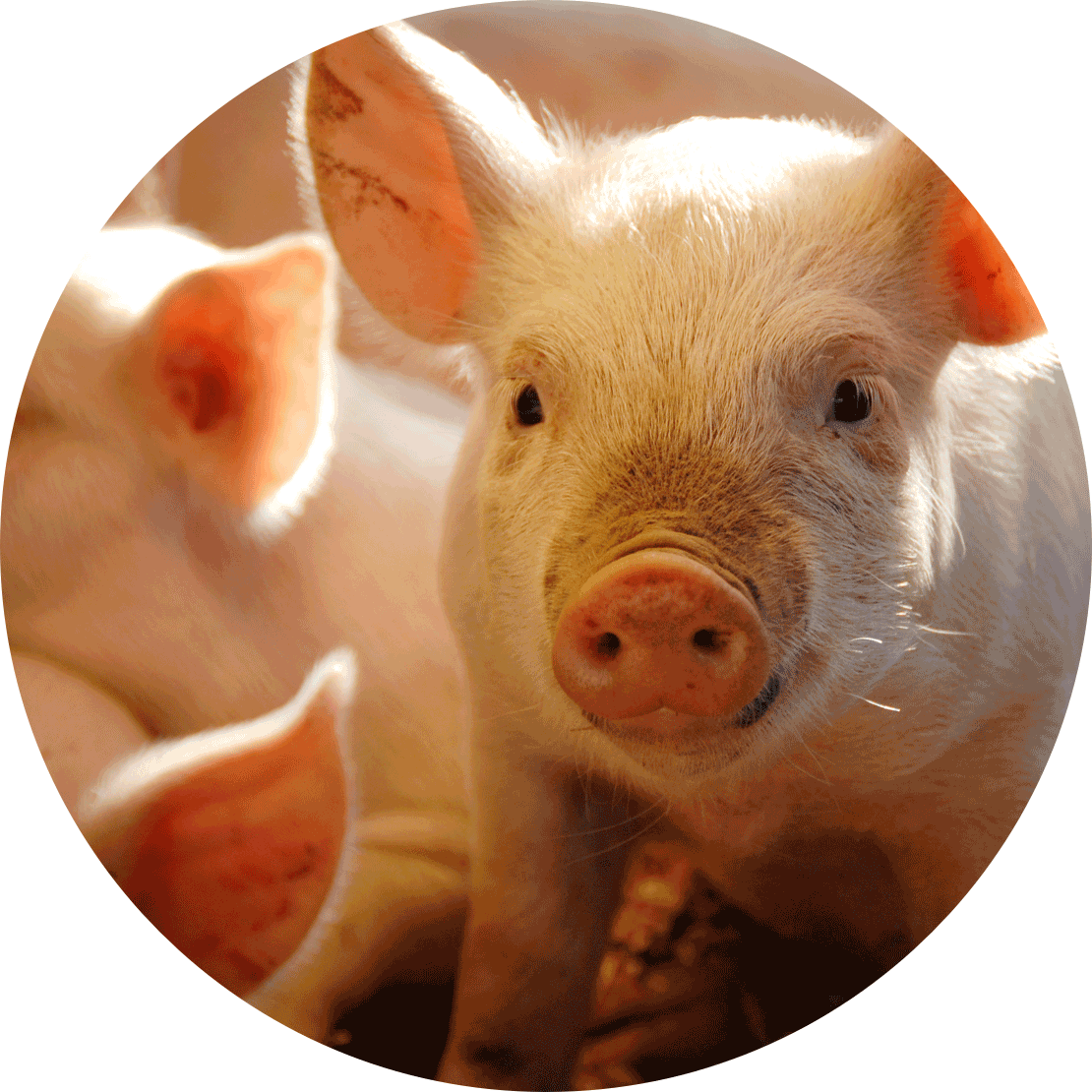 Éliminer les stalles de gestation