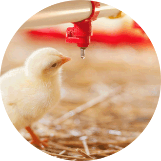 Réduire les antibiotiques