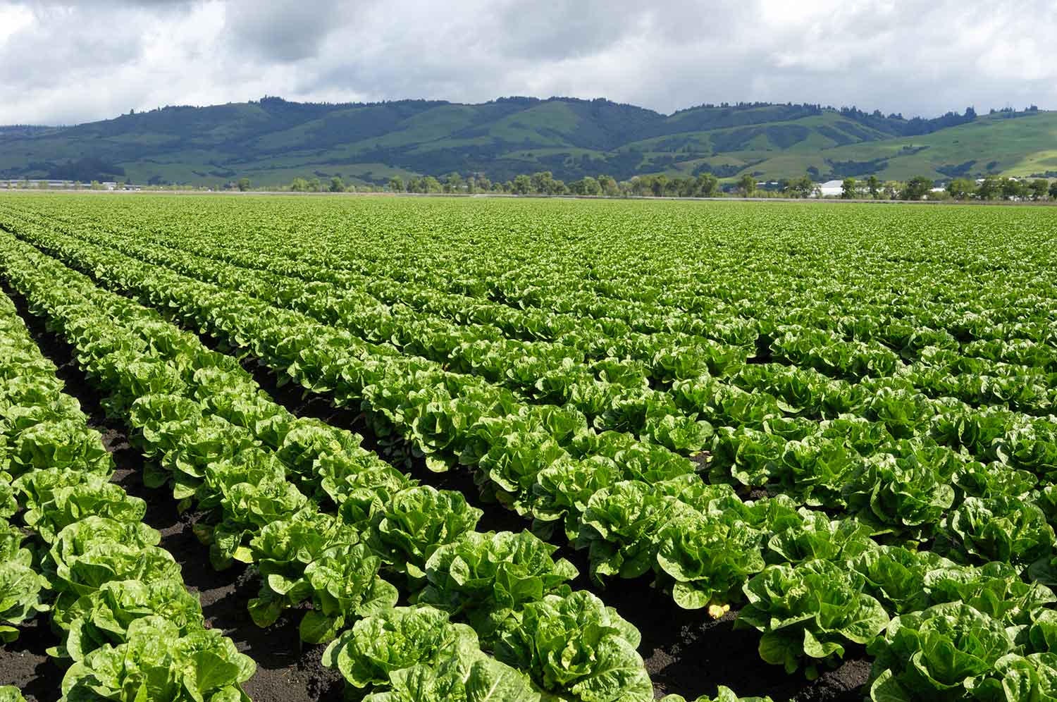 Lettuce field
