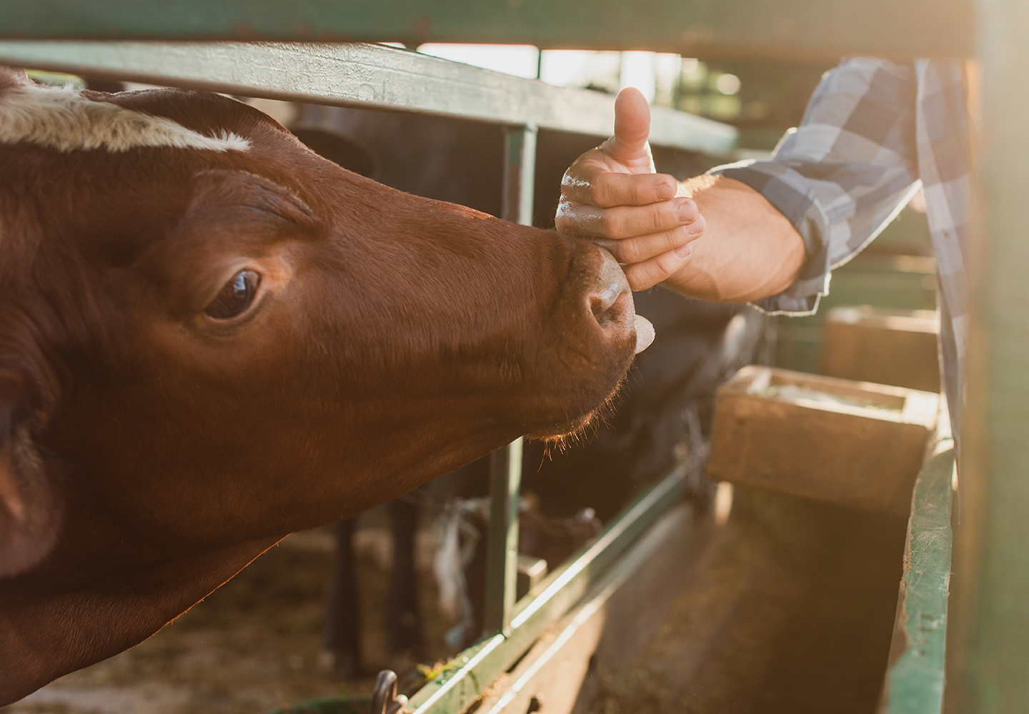 cattle with farmer