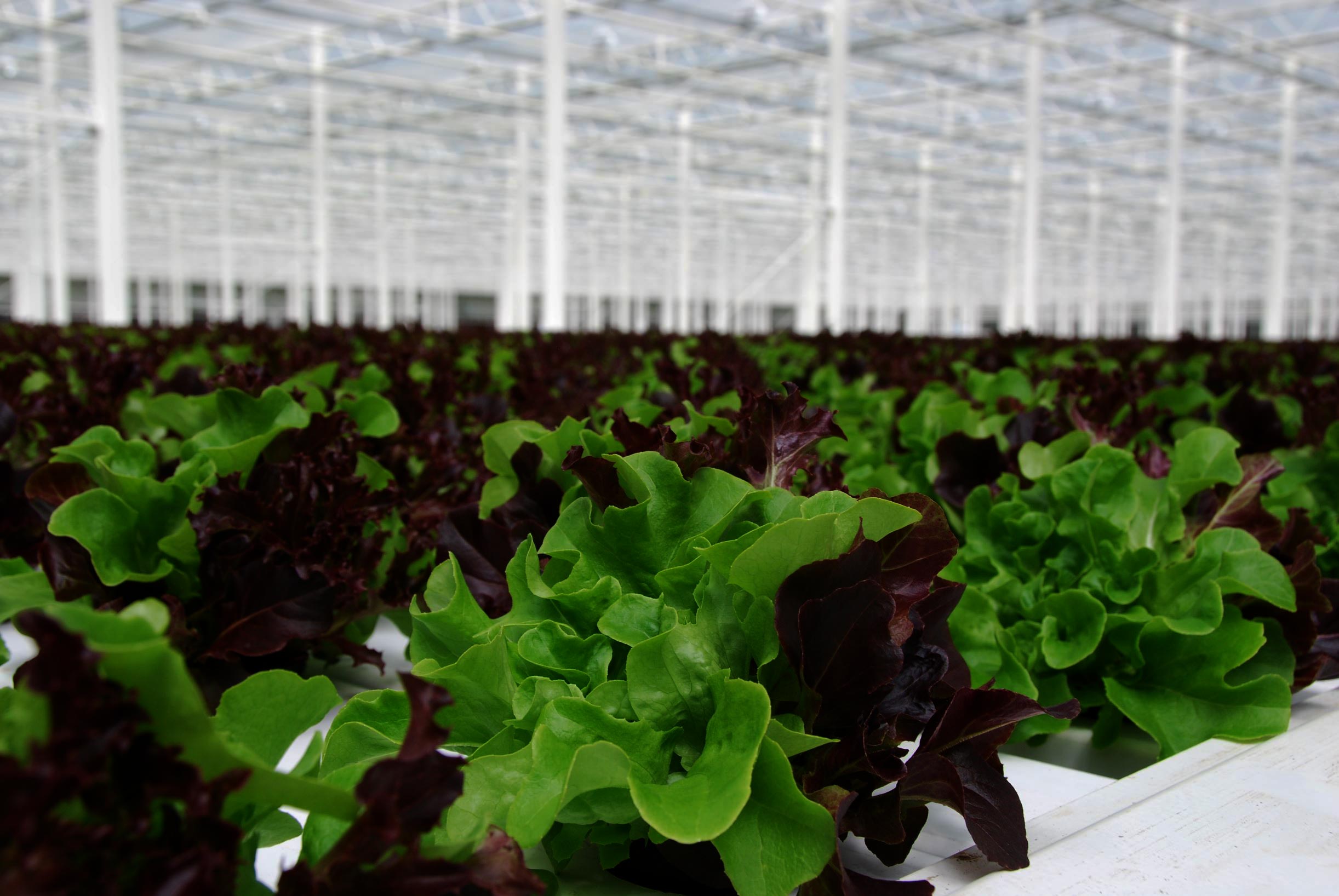 lettuce in greenhouse