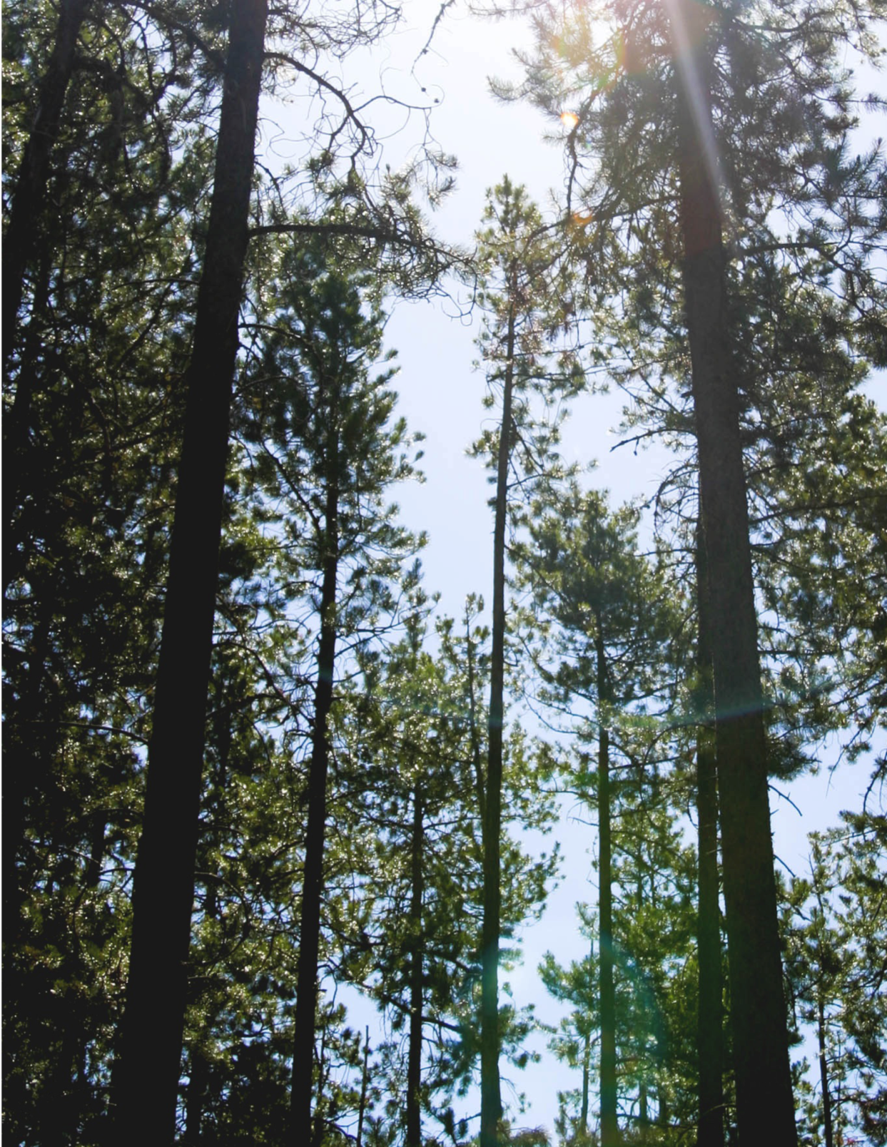 pine trees