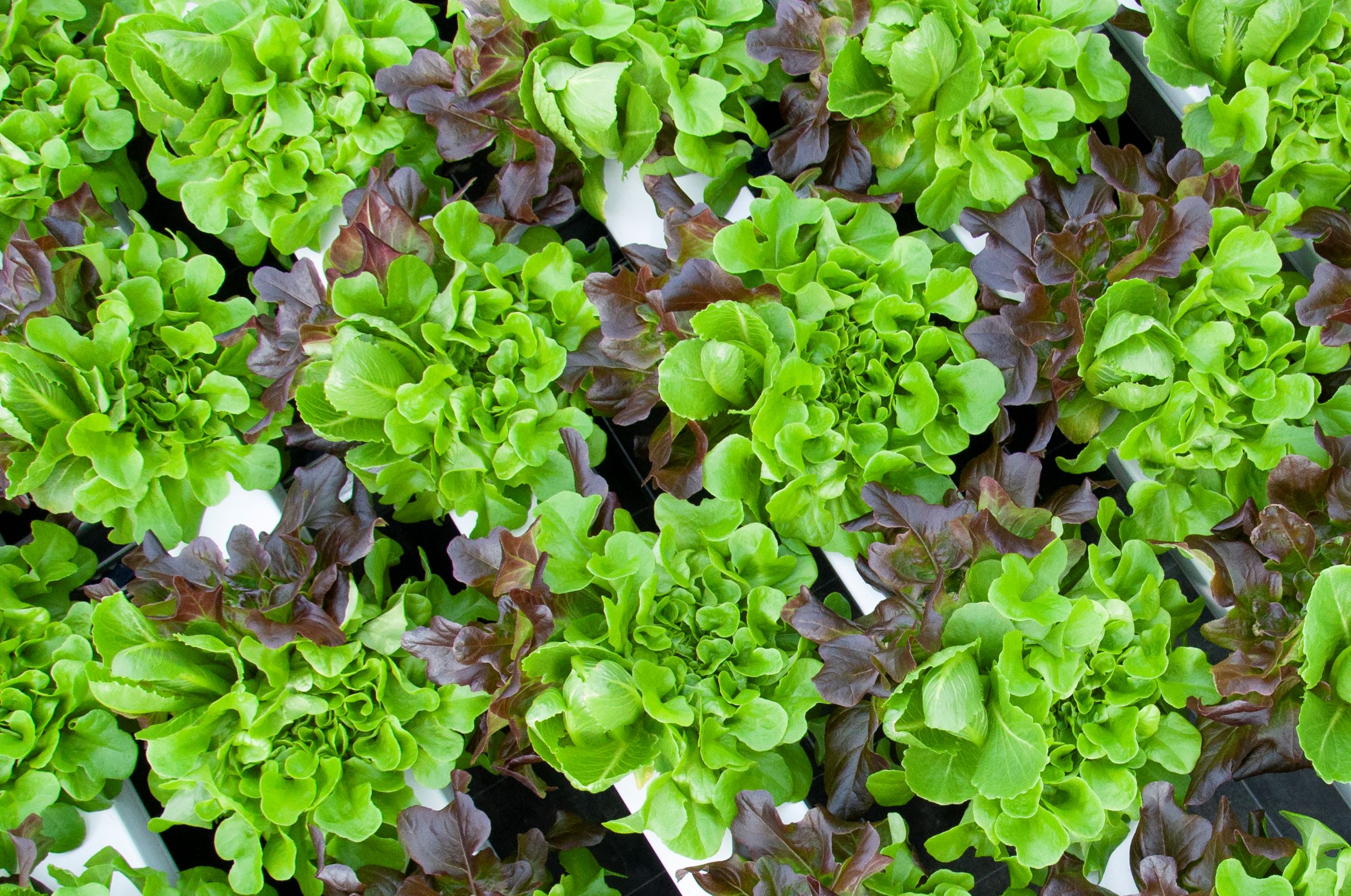 Imagen aérea de lechuga