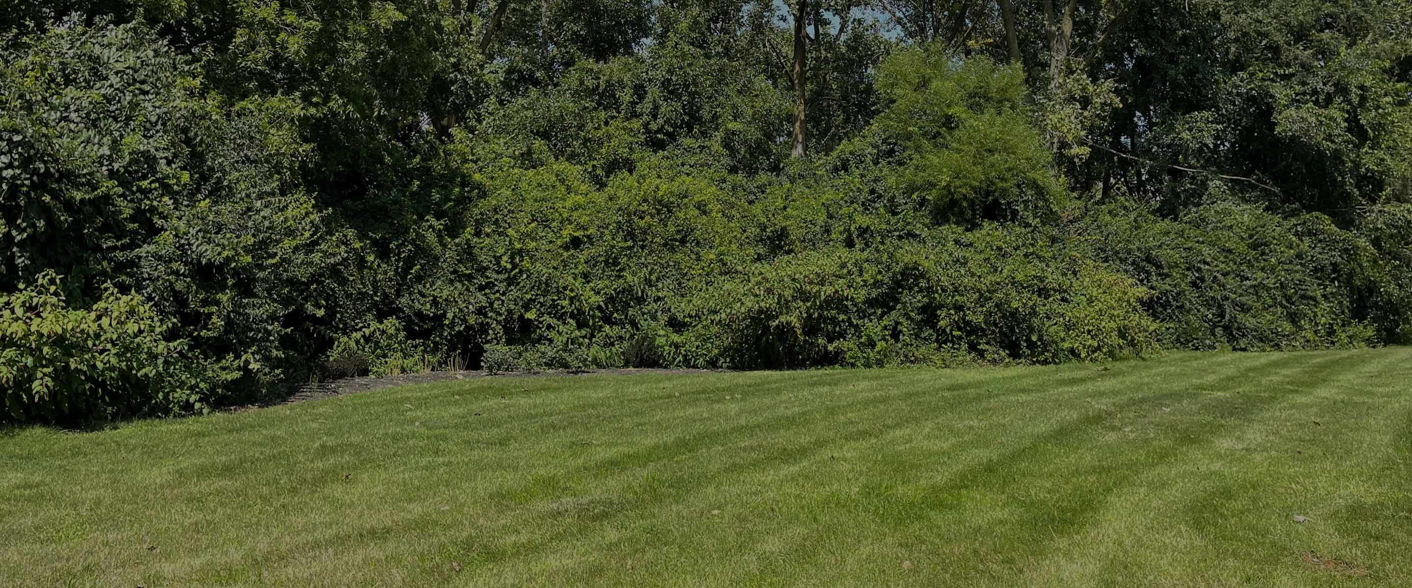 Wendy's Campus Pollinator Garden