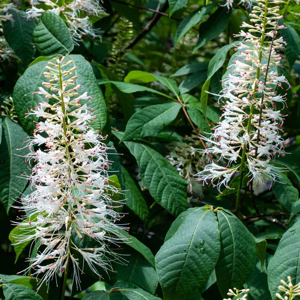Bottlebrush Buckeye