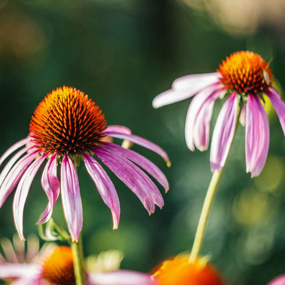 Magnus Coneflower
