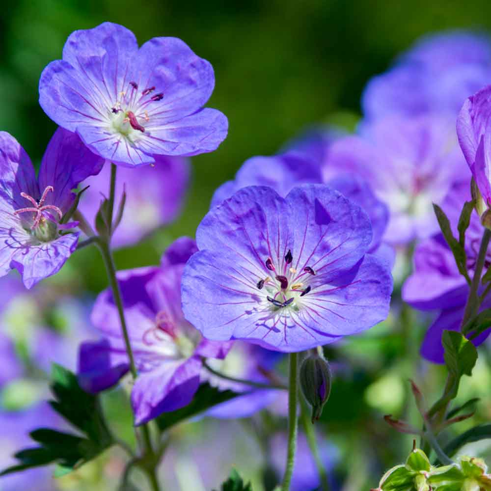 Rozanne Geranium