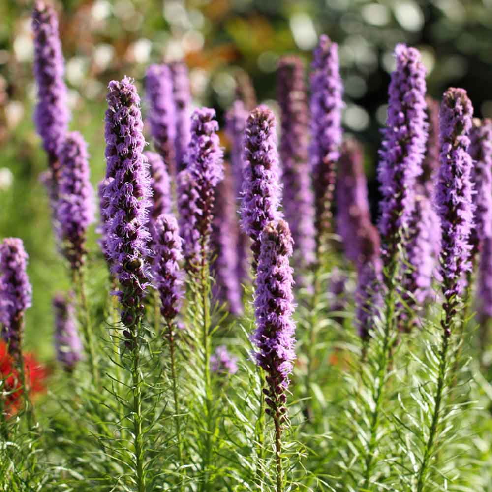 Liatris