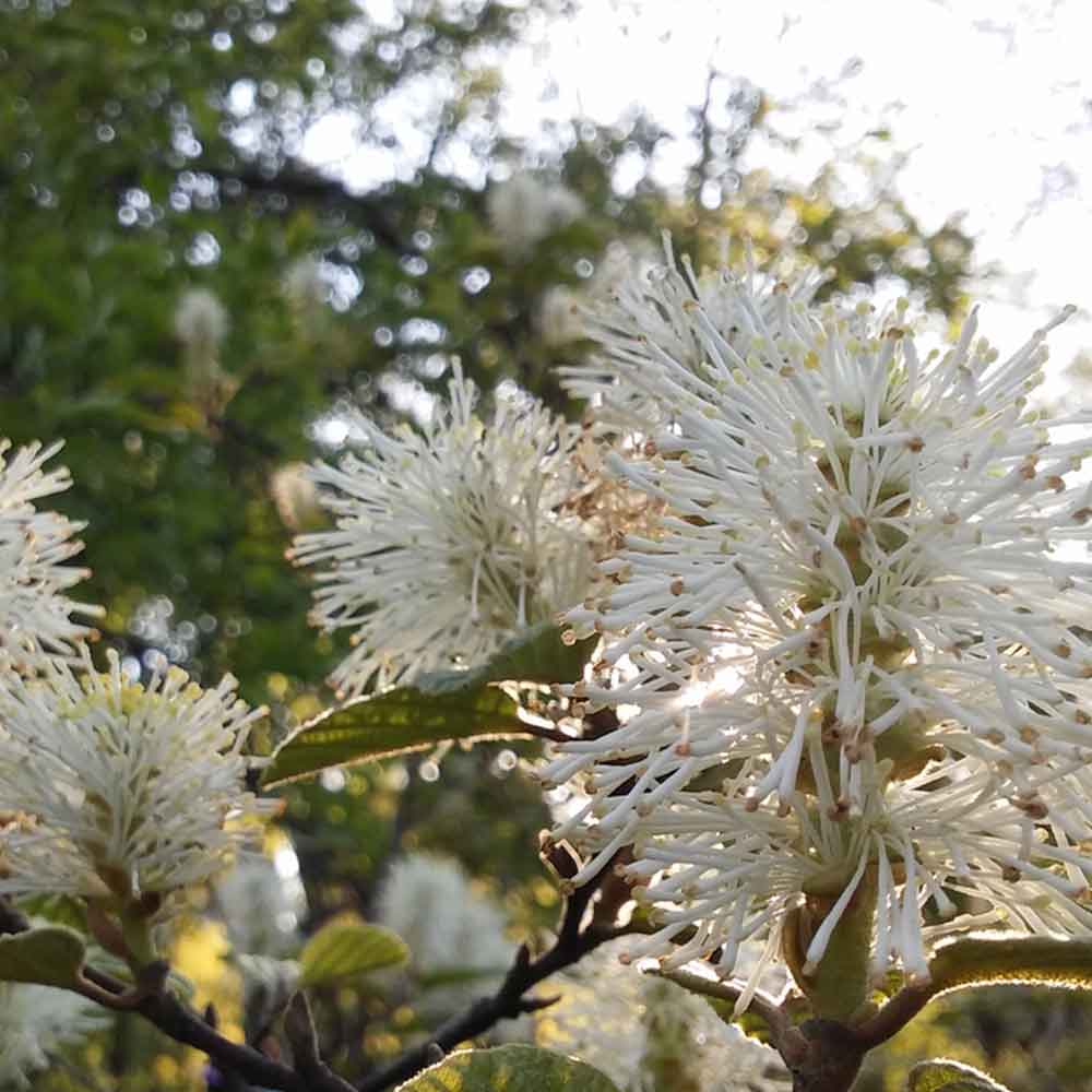Dwarf Fothergilla