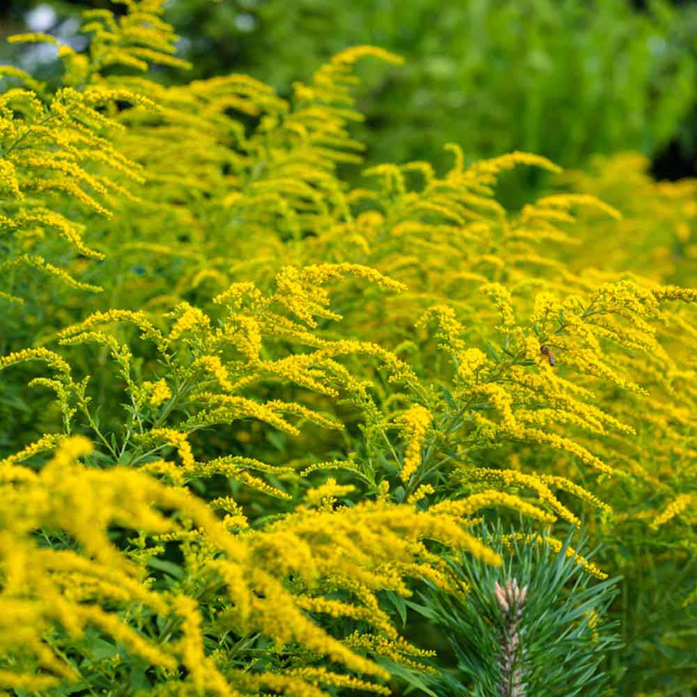 Gold Rush Goldenrod