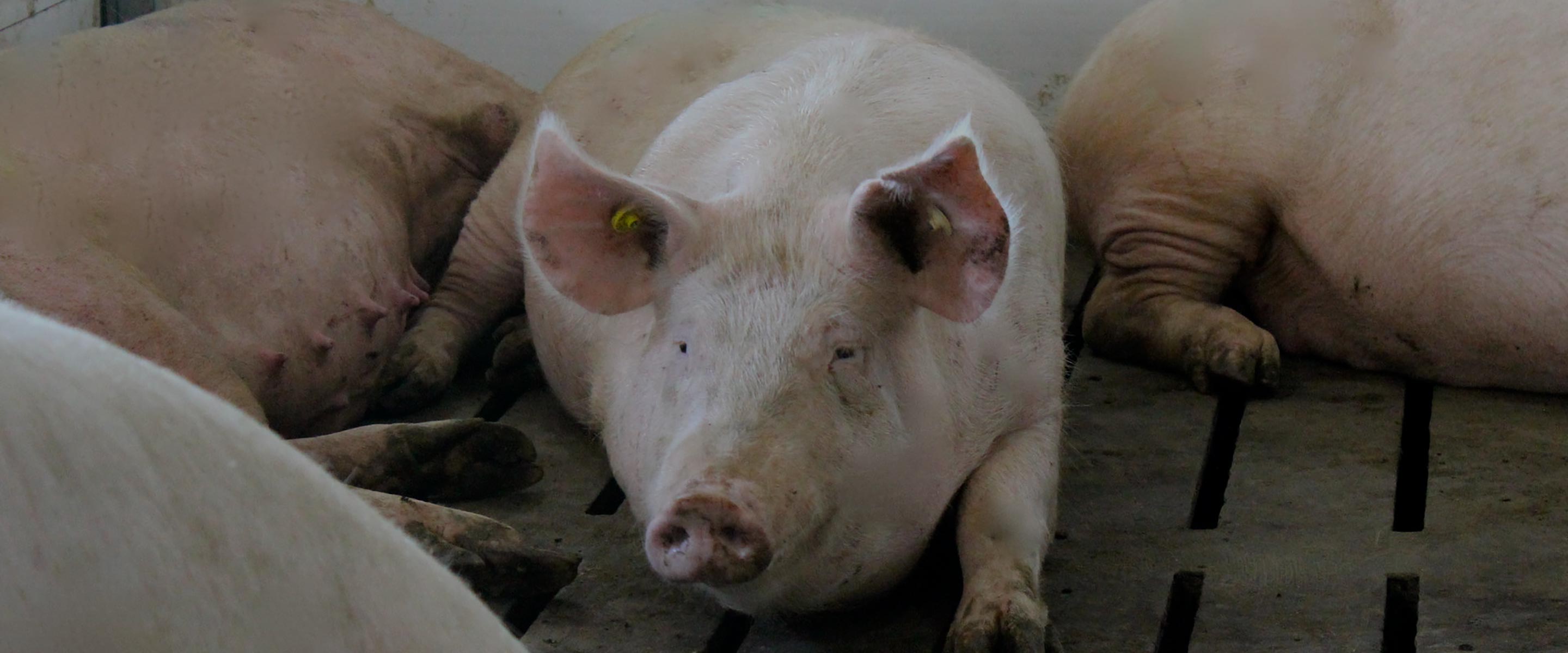 Gestation Stall Header