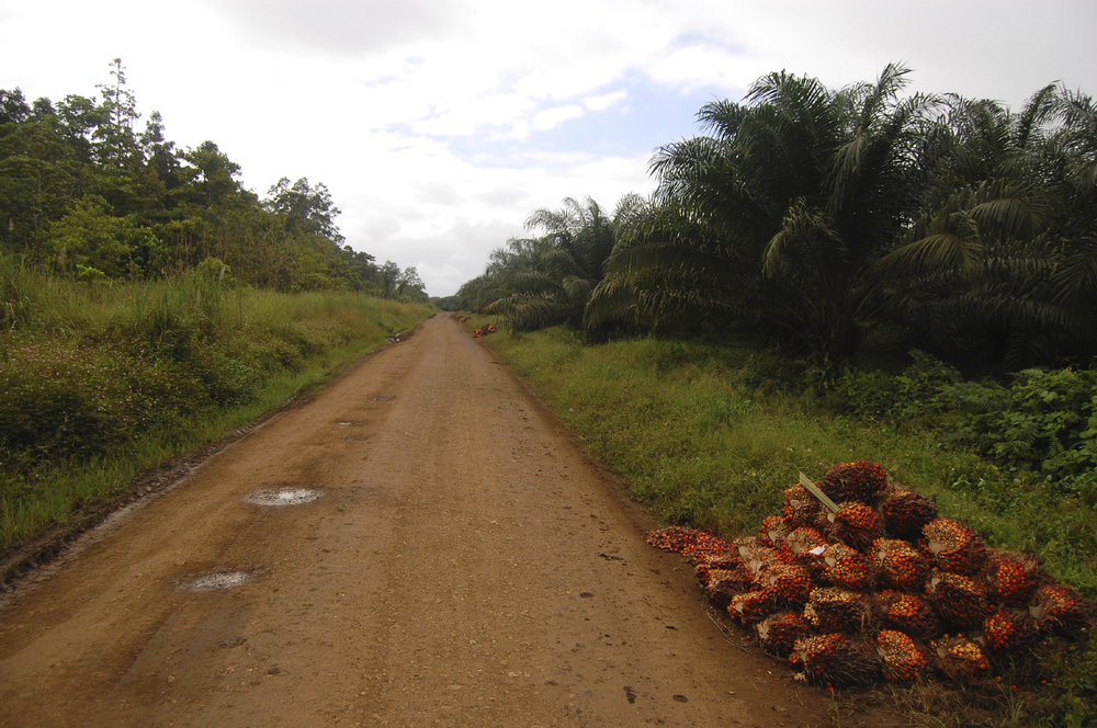 Palm Oil