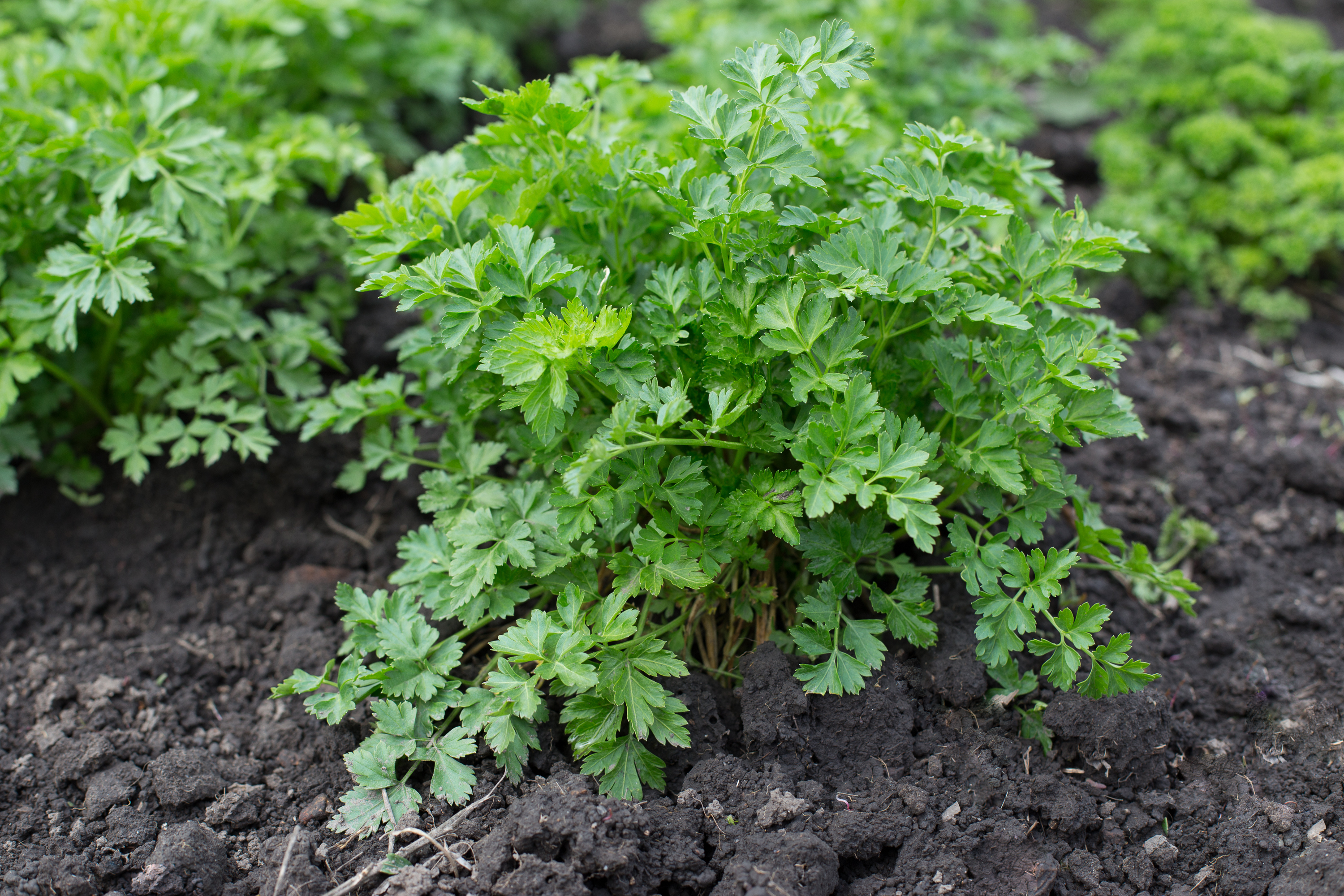 Parsley plant