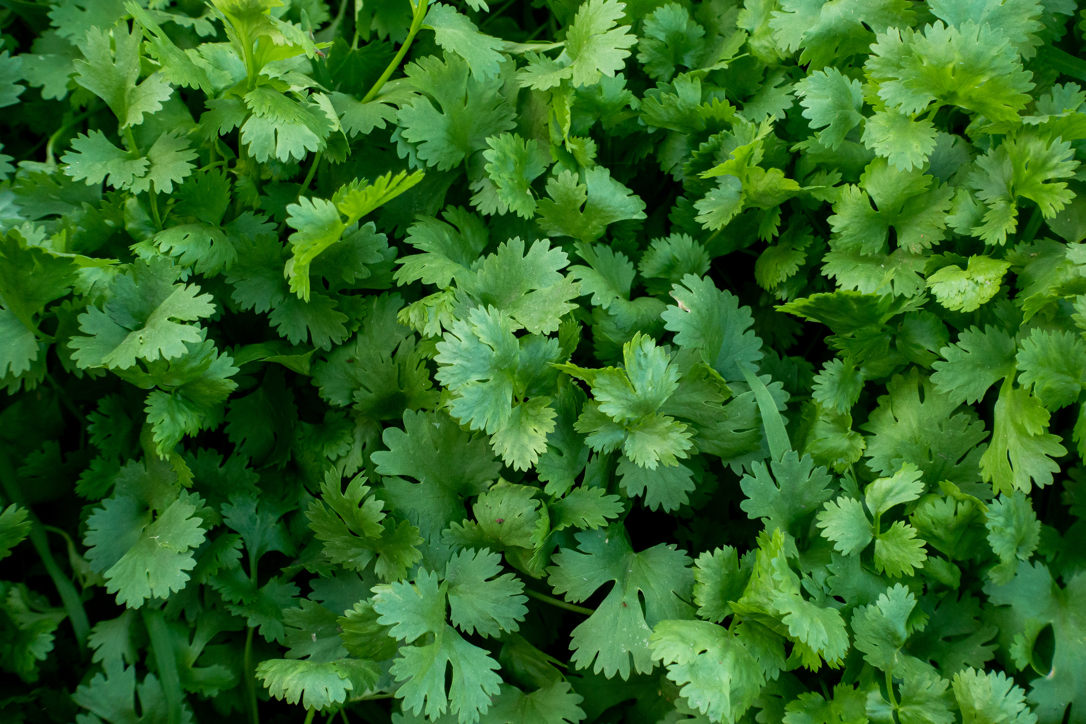 Cilantro plant