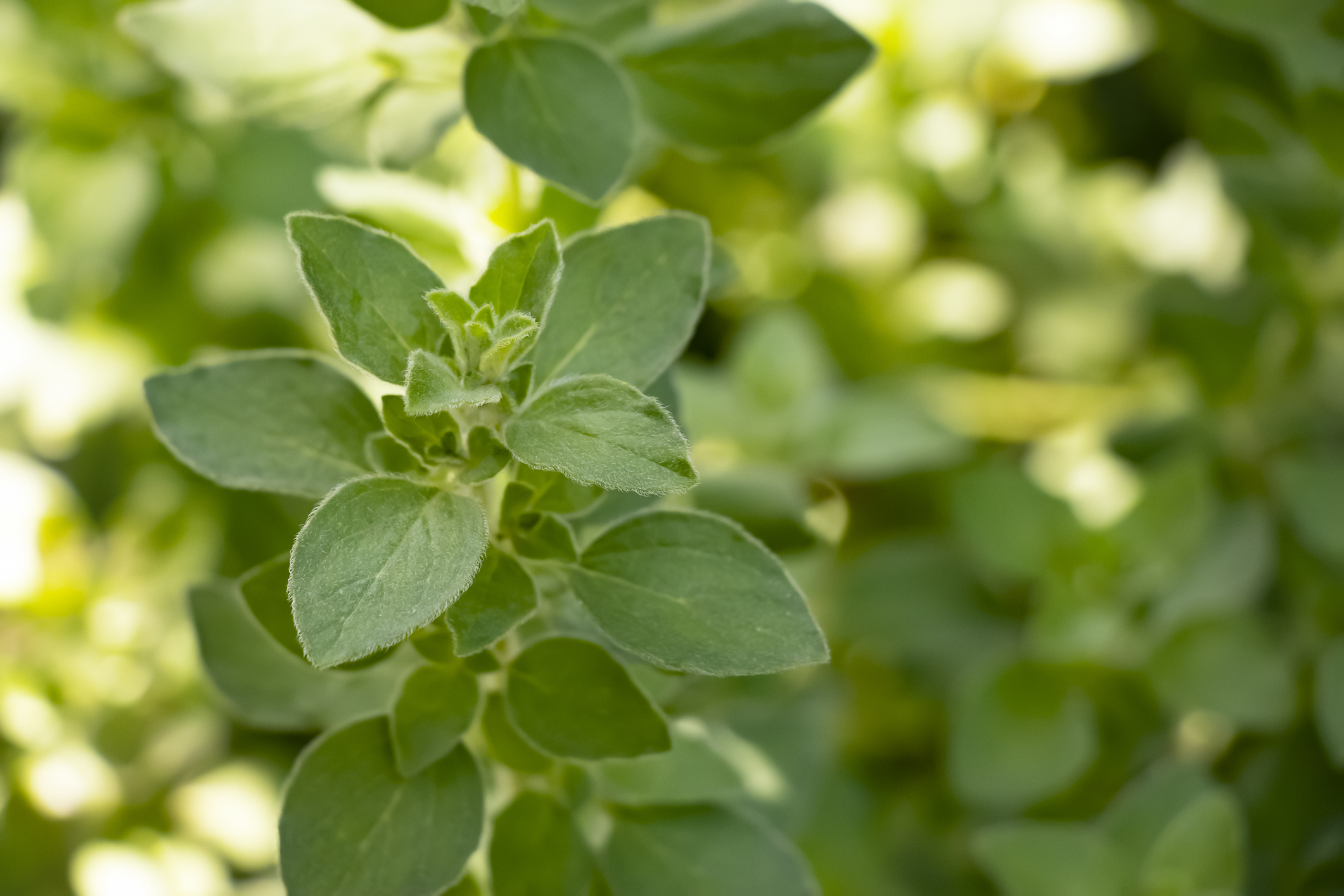 Oregano plant