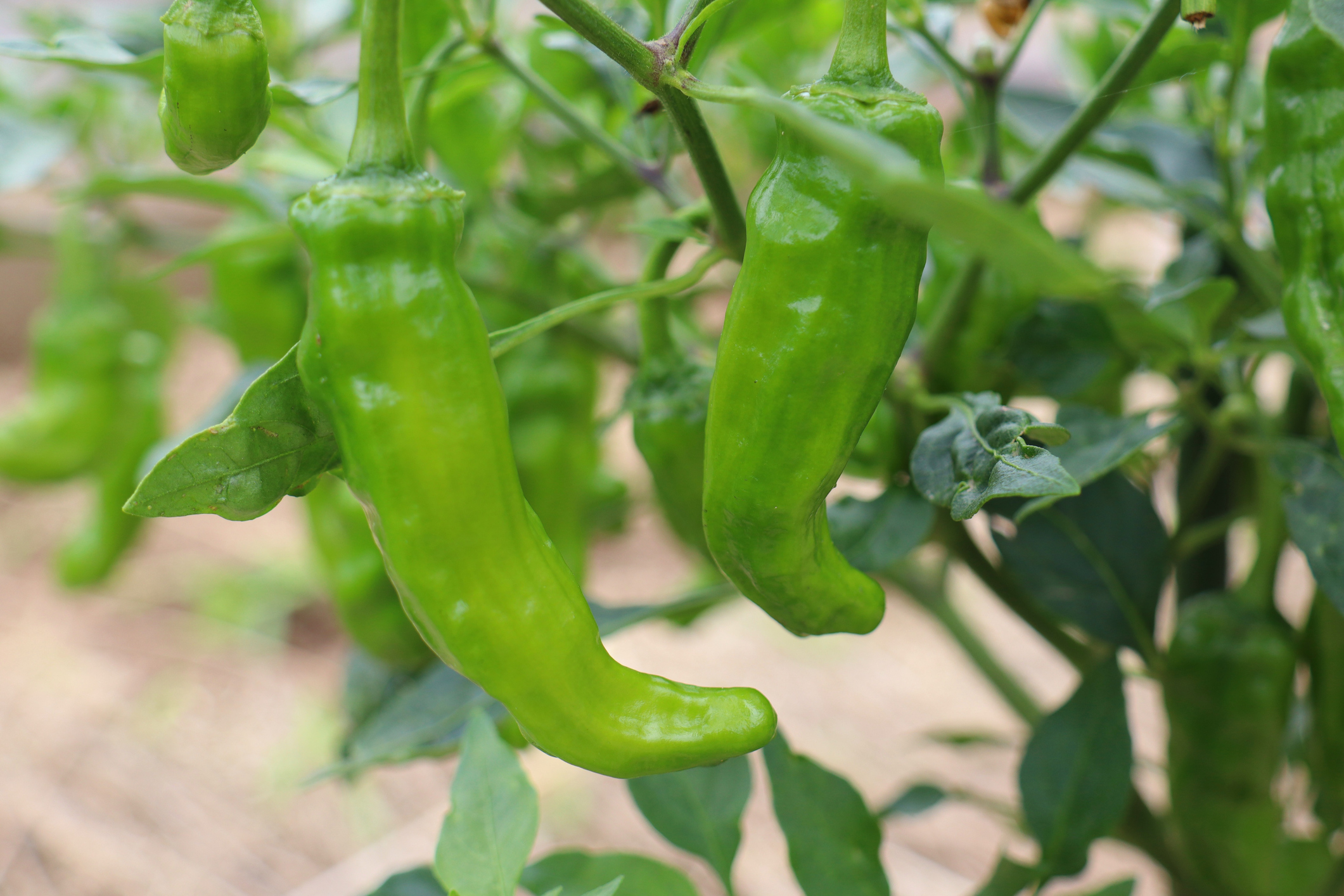 Shishito pepper plant