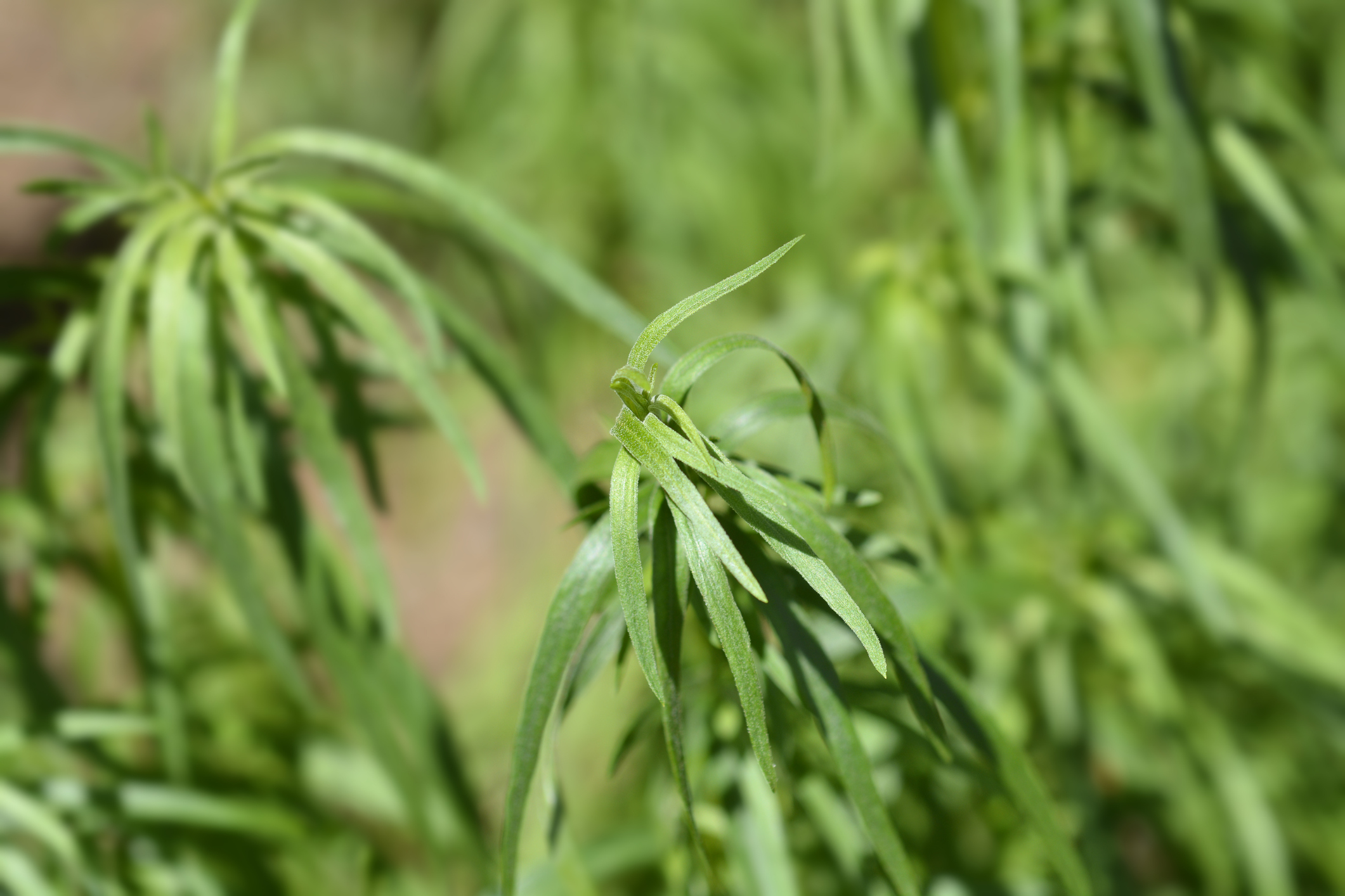 Tarragon plant