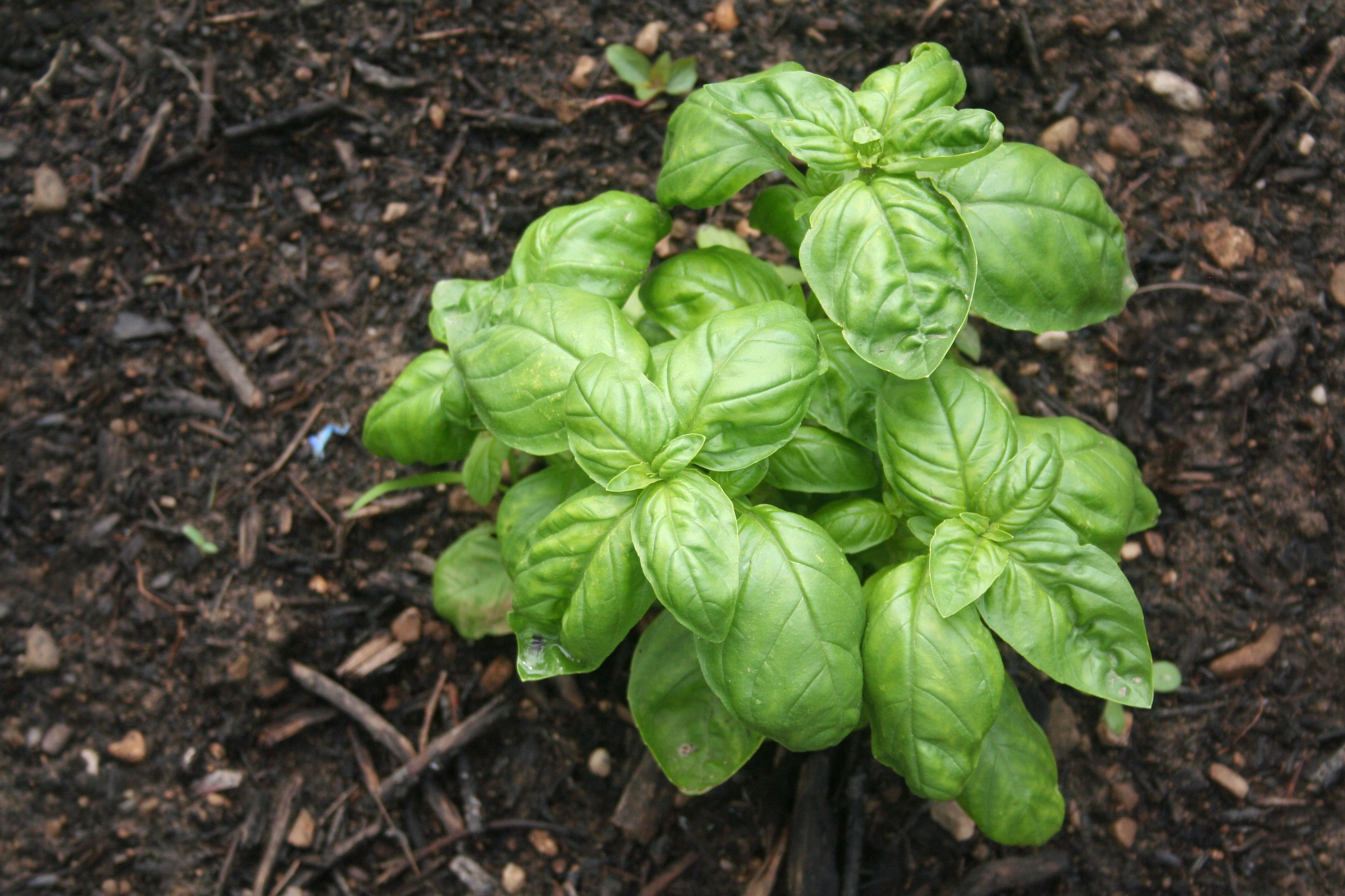 Basil plant