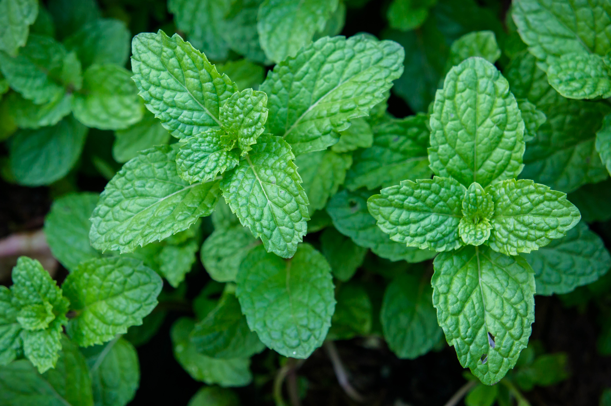 Mint plant