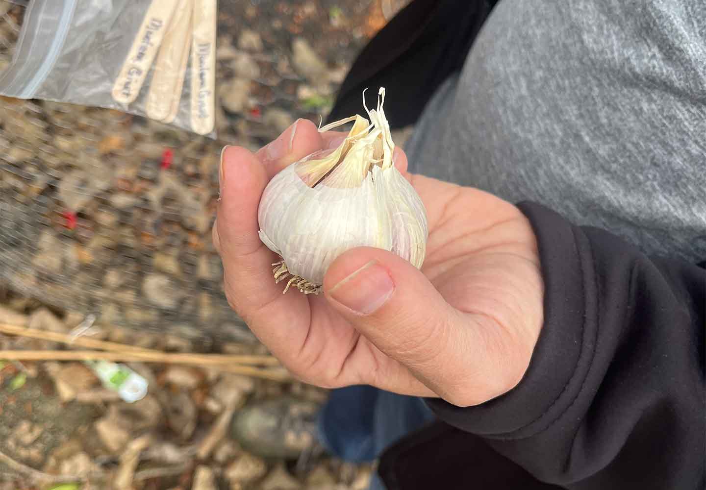 garlic for the organic garden