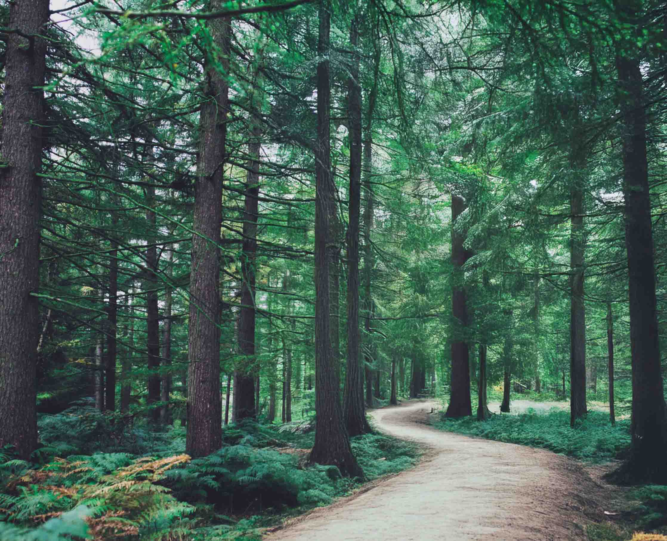 Photo of a forest