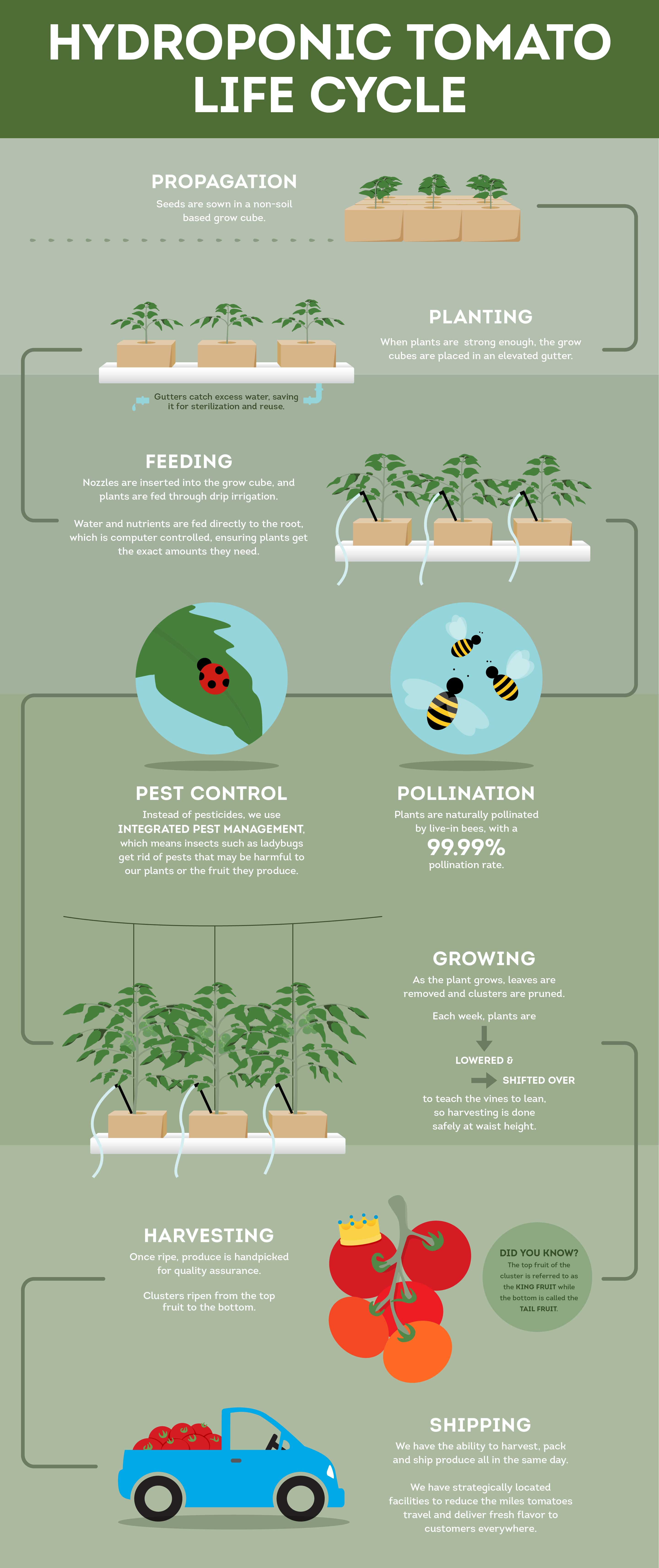 Hydroponic Tomato Life Cycle illustration