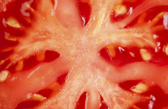 Tomato