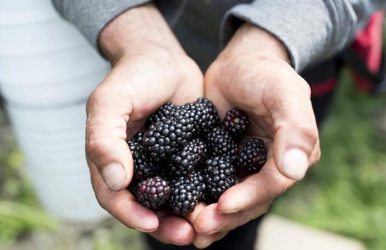 Blackberries in hands