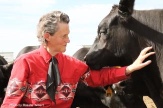 Temple Grandin with cattle