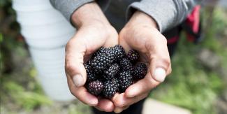 Blackberries in hands