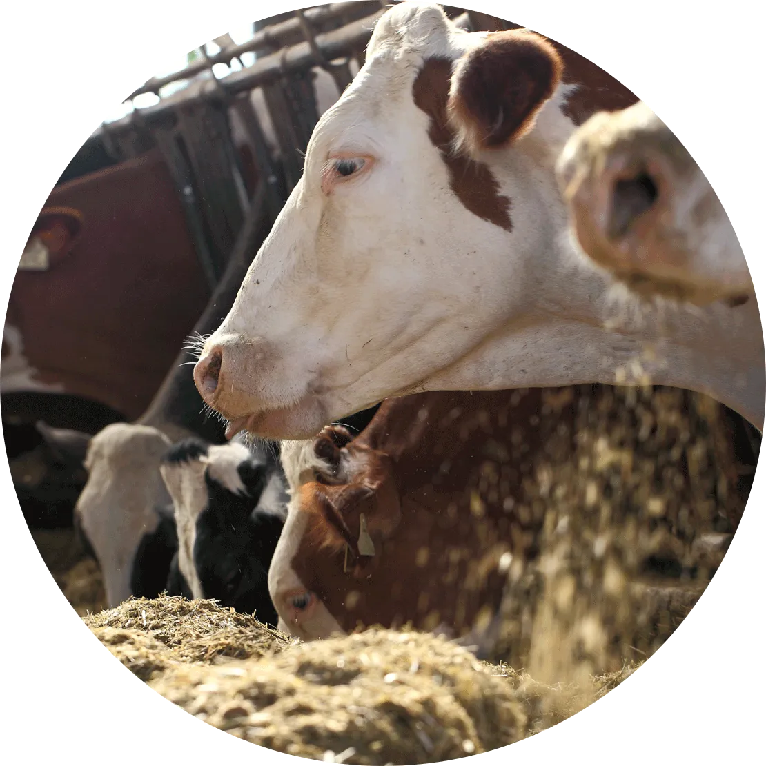 Élevage durable du bœuf