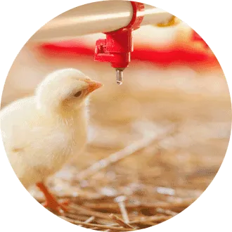 Réduire les antibiotiques
