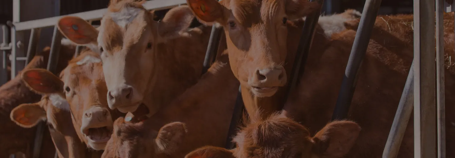 Beef