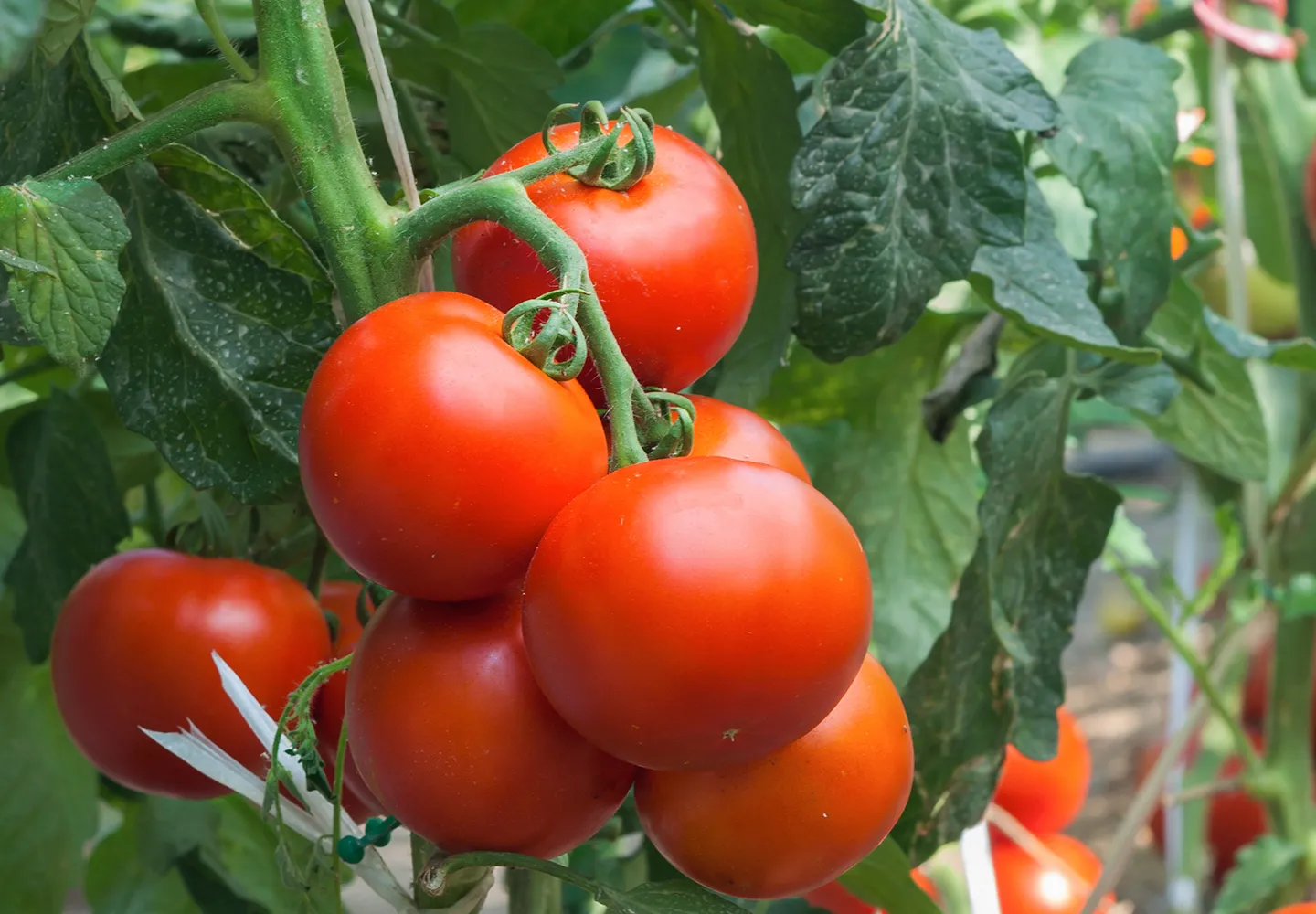 tomatoes on the vine block image