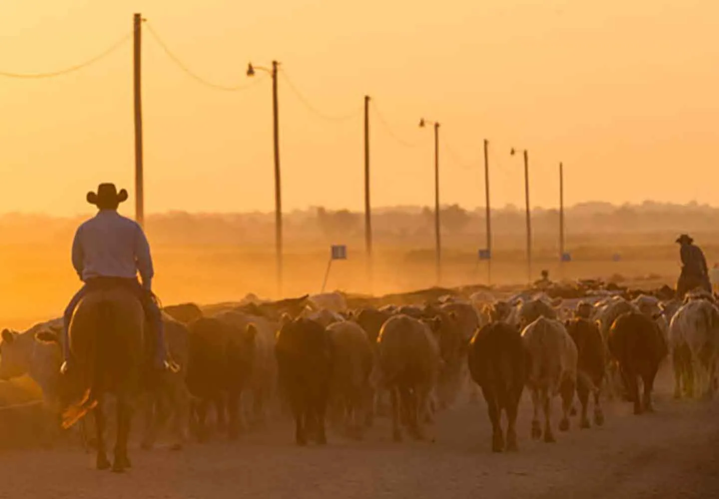 cattle with farmers