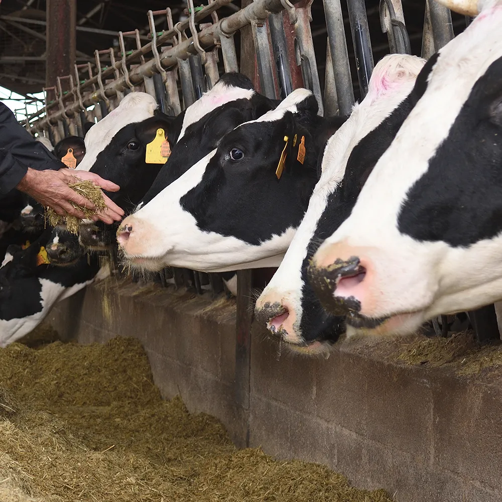 image of dairy cows