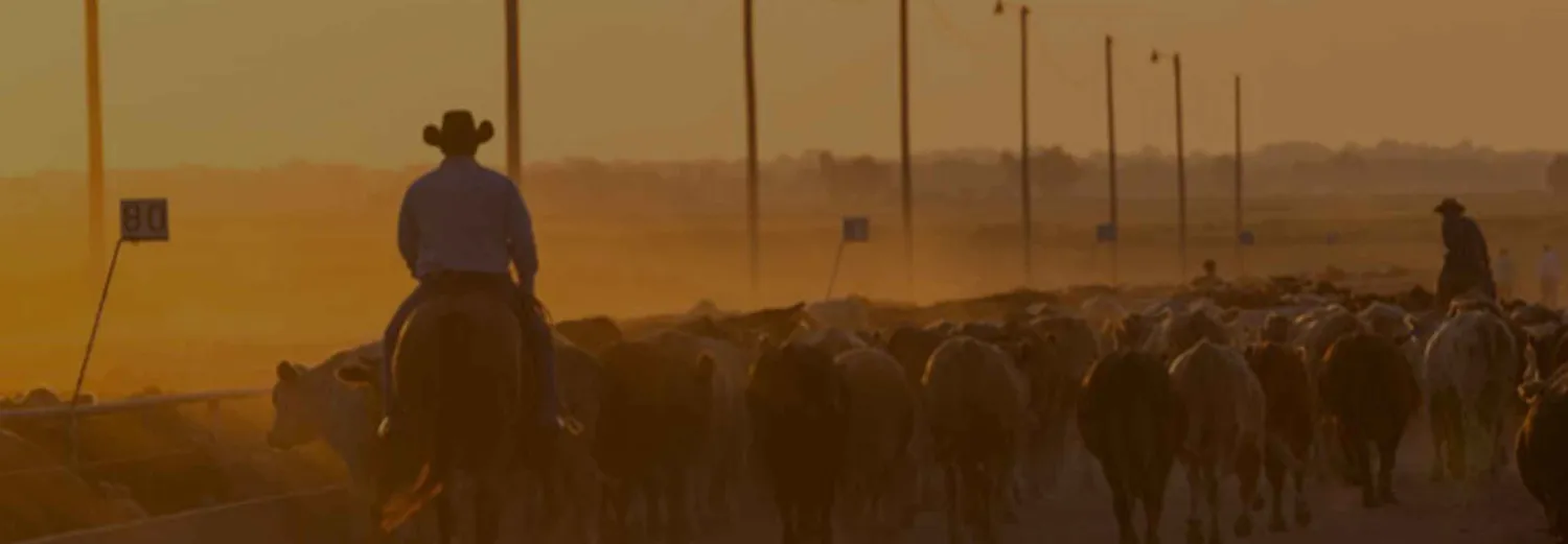 cattle with farmers