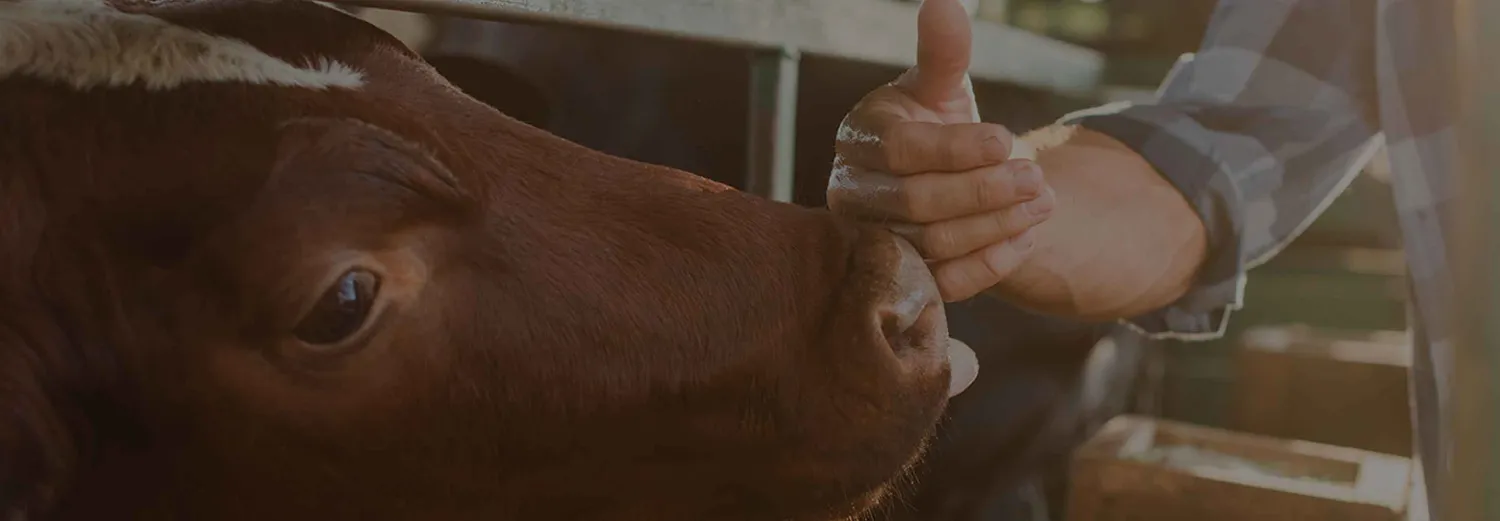 cattle and farmer