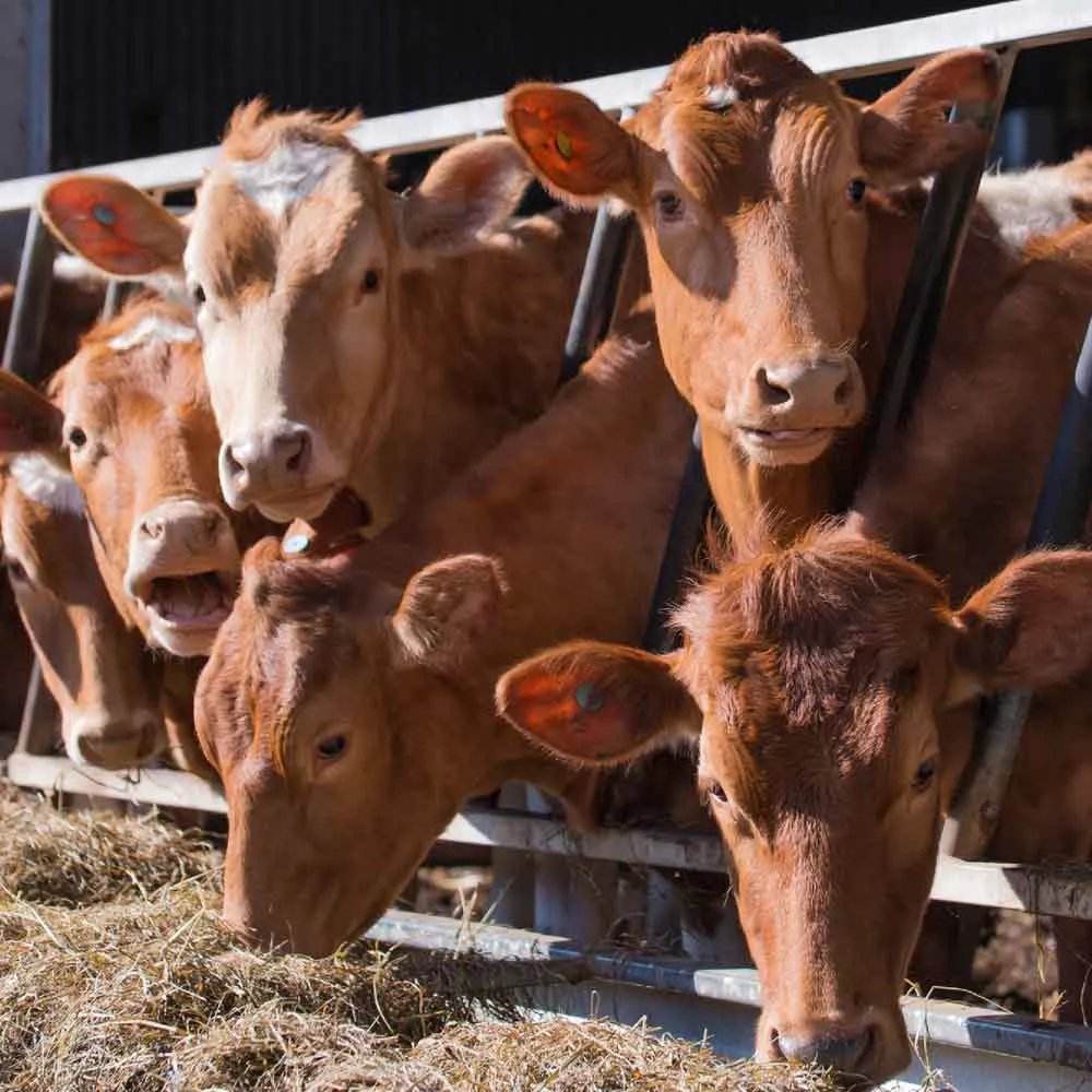 cattle
