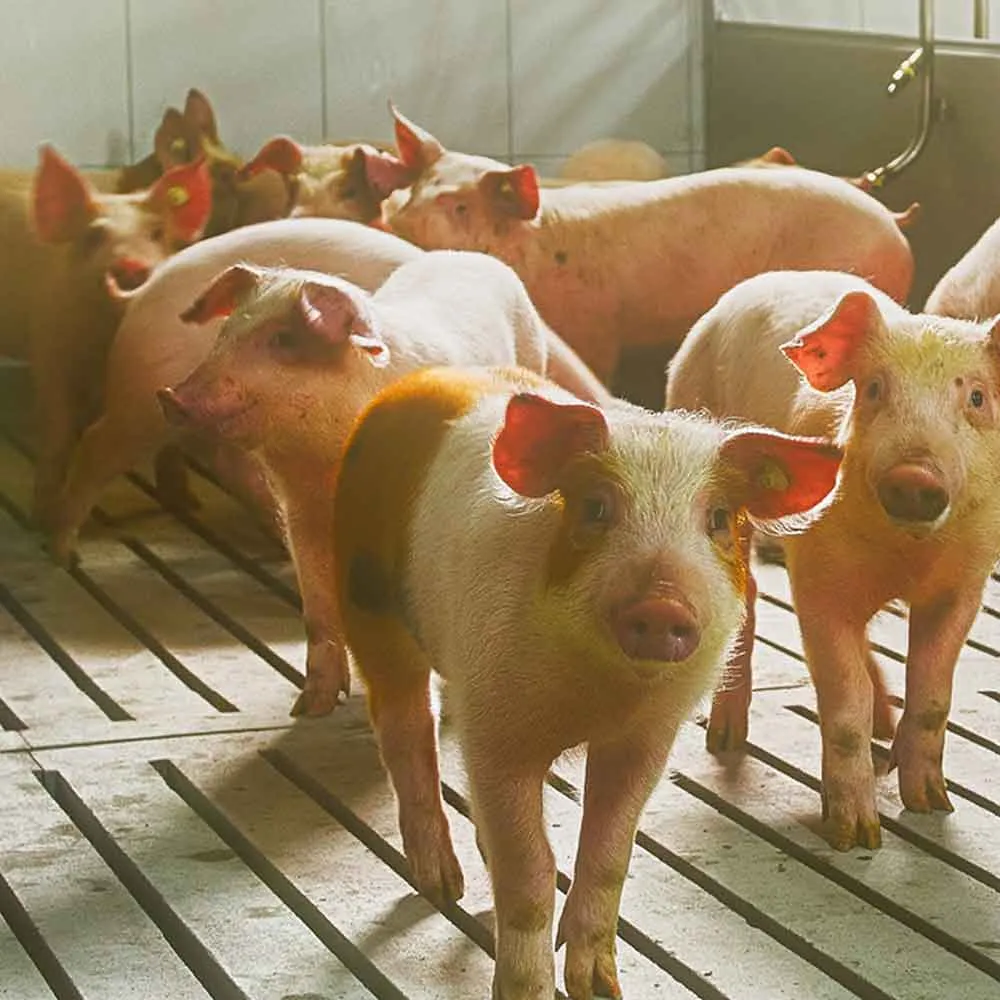 pigs