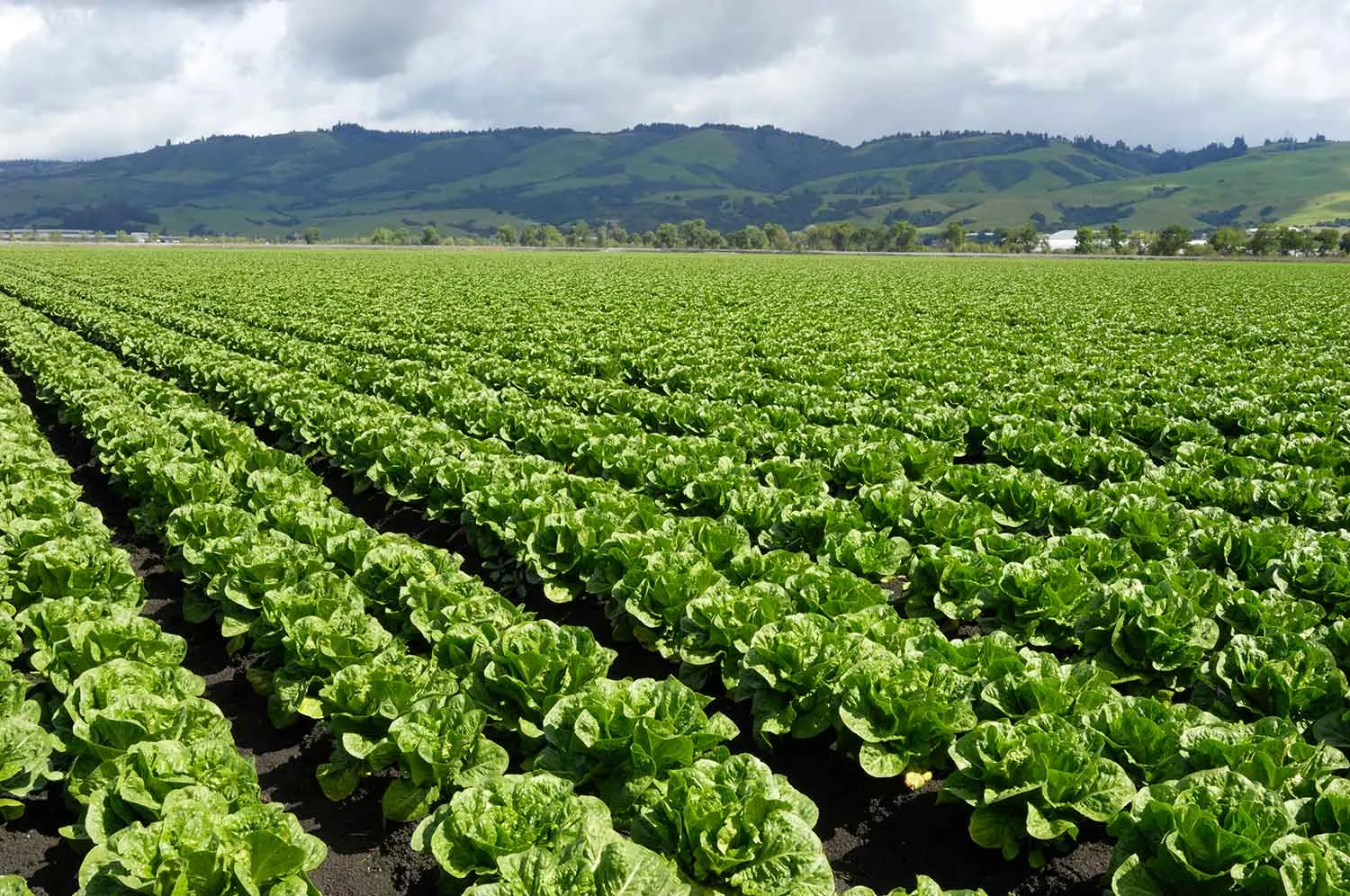 field of lettuce and mountains image
