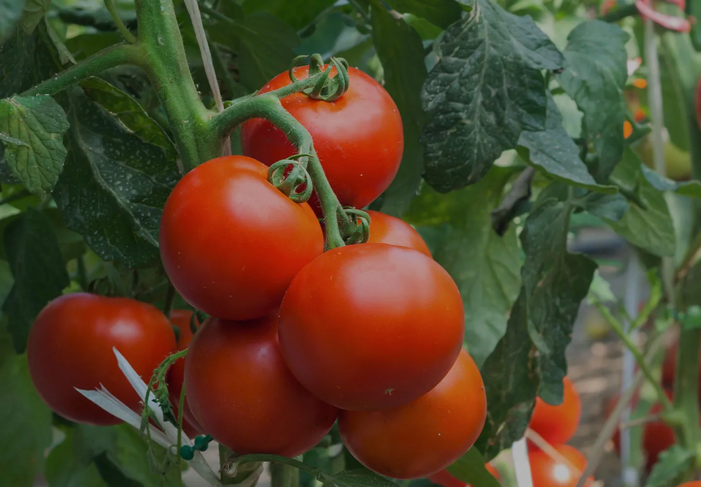 tomato image