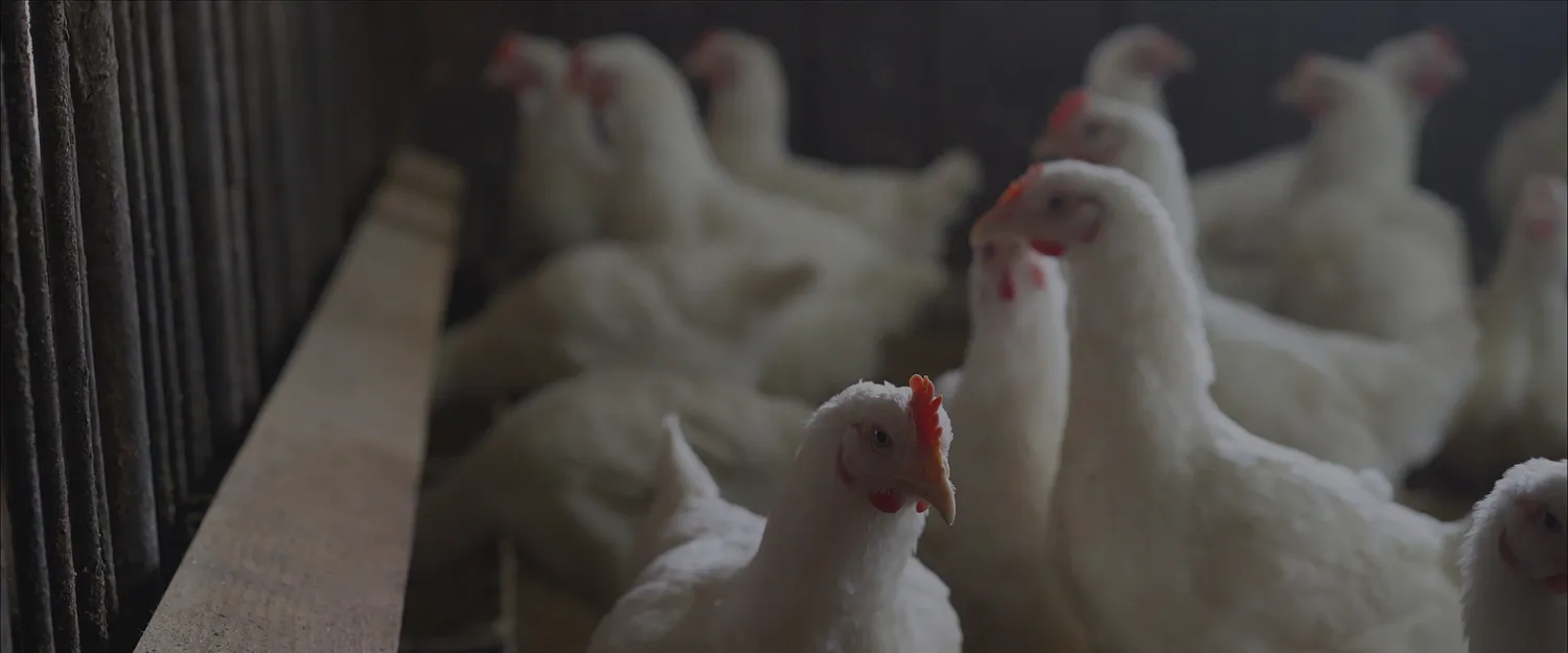 Group of chickens