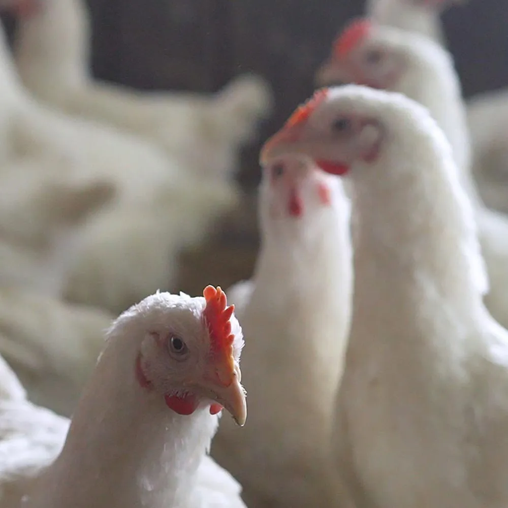 Heads of chickens