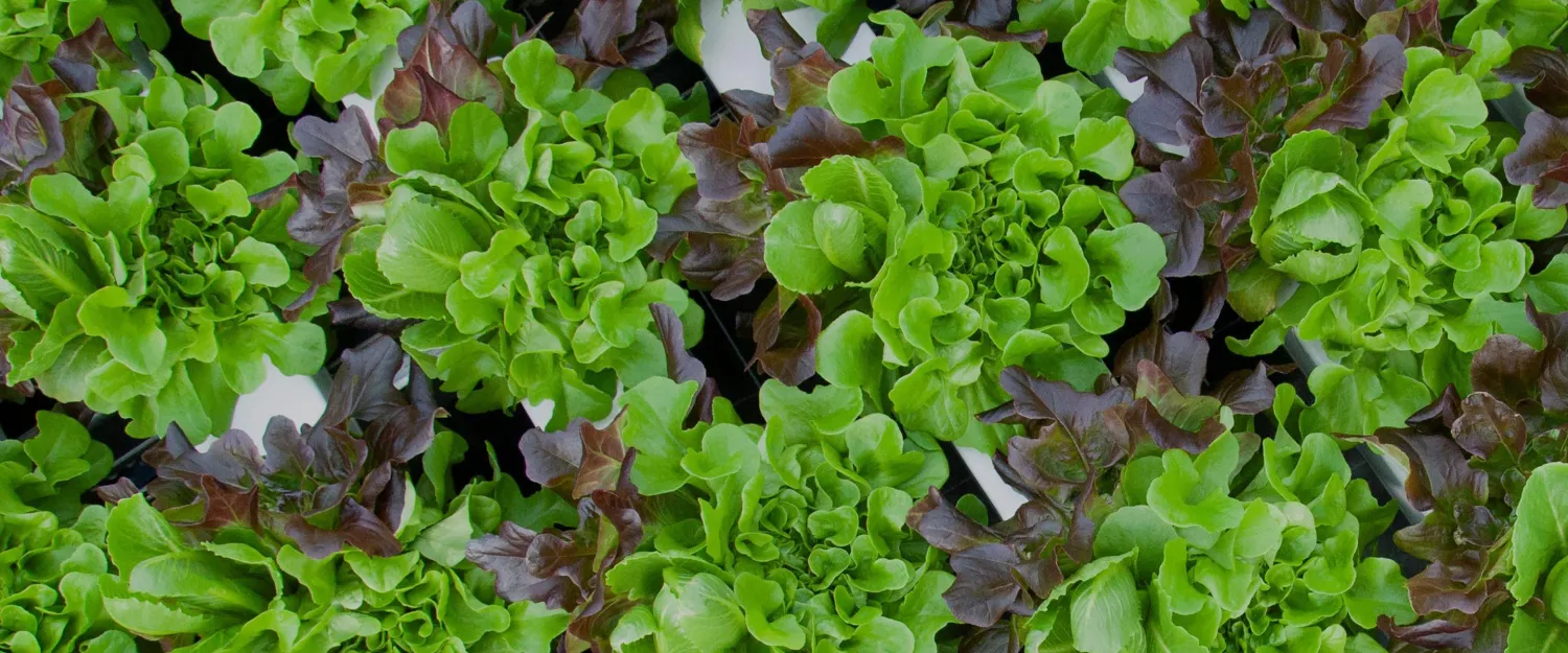 Lettuce Photo