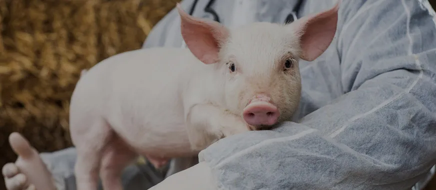 pig photo
