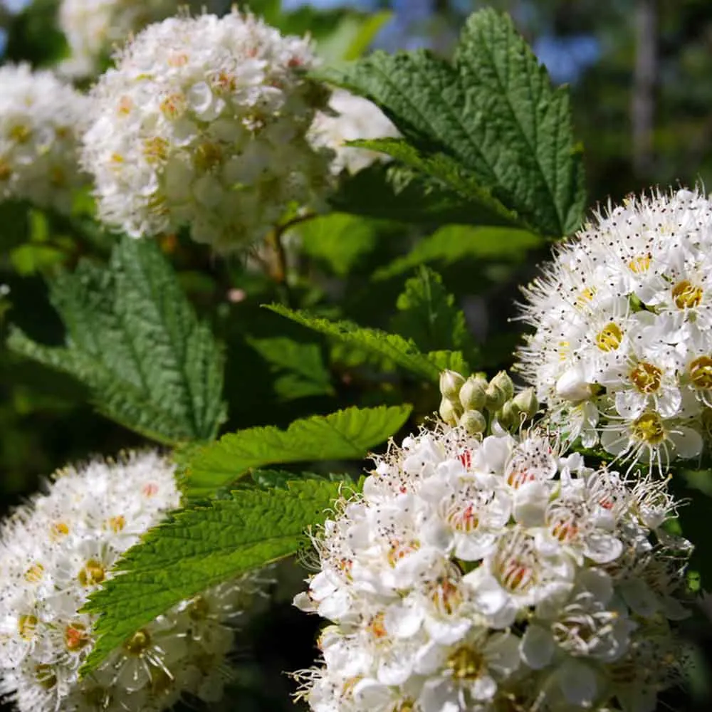 Ninebark