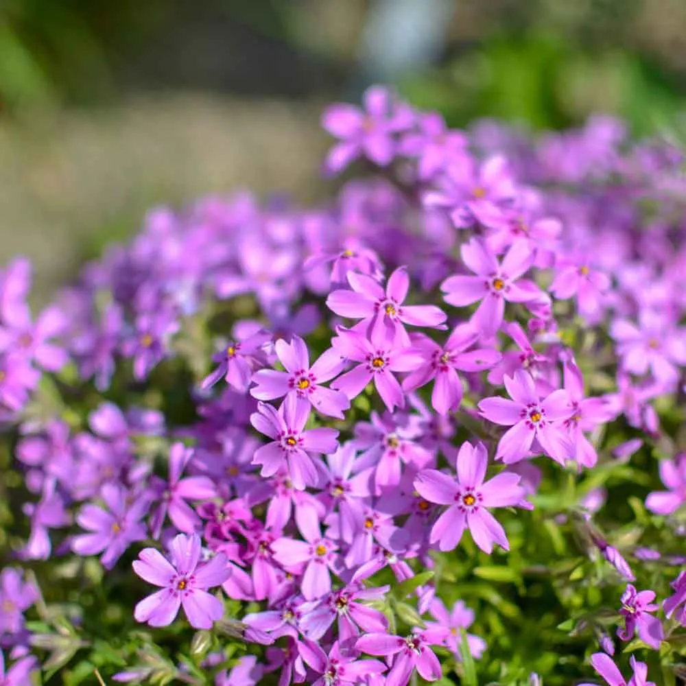 Phlox