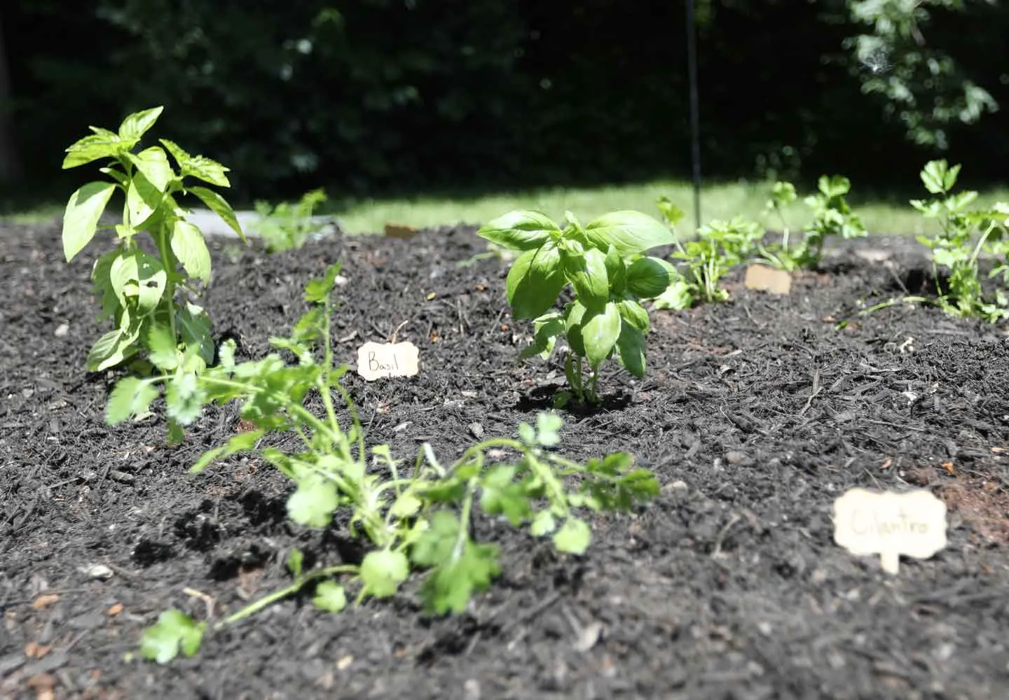 Organic Garden